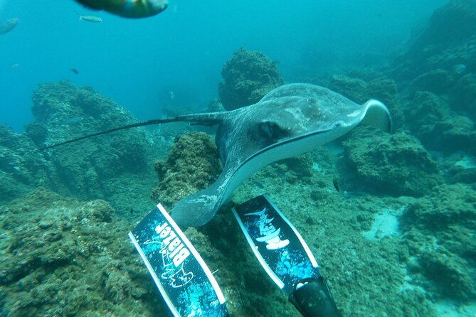 snorkeling-excursion-in-the-rays-and-turtles-zone