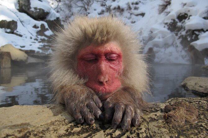 snow-monkey-and-shibu-onsen-afternoon-group-tour-from-myoko-kogen