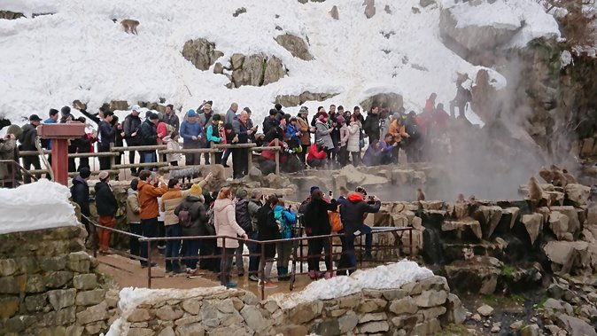 snow-monkey-shiga-kogen-roman-museum-with-lunch-buffet