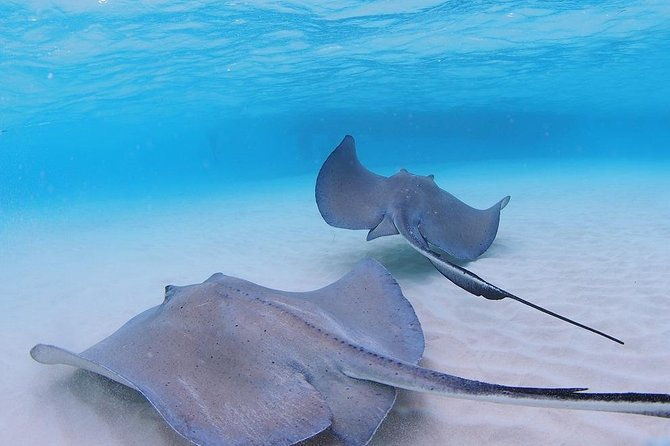 starfish-and-stingray-city-fun-tour-with-reef-snorkeling-3-stops