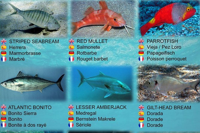 submarine-safaris-lanzarote