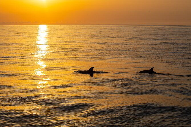 sunrise-boat-trip-in-mallorca-with-dolphin-watching