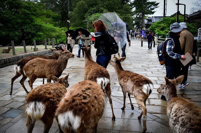 taste-of-nara-a-guided-half-day-food-tour-tailored-to-your-taste