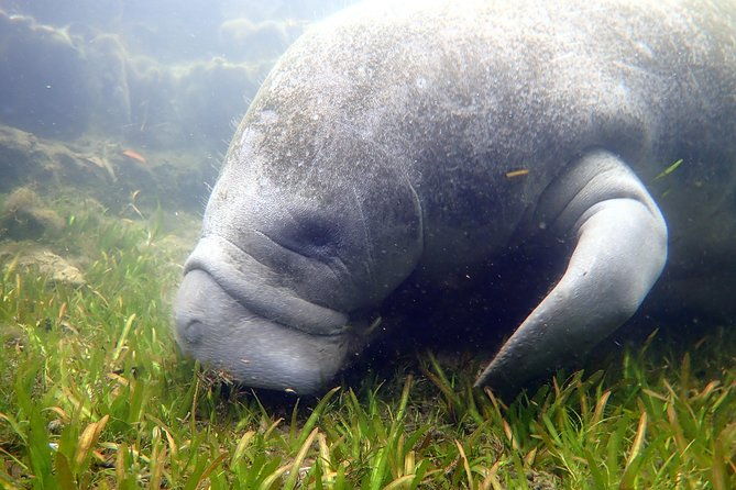 the-og-manatee-snorkel-tour-with-in-water-guide-photographer