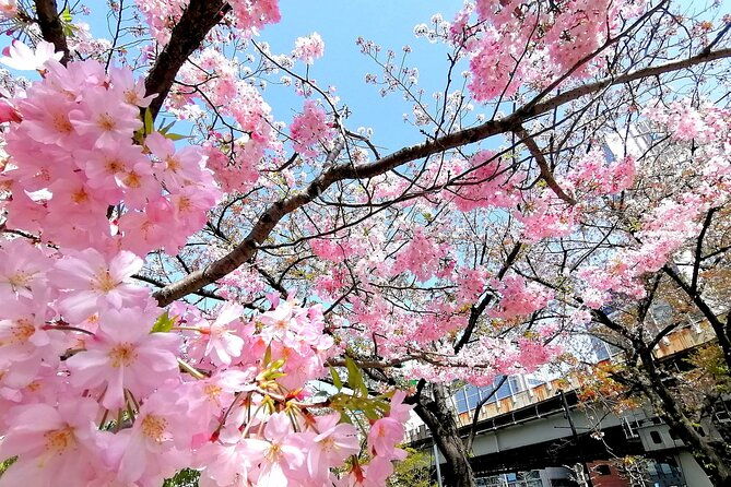 tokyo-cherry-blossoms-blooming-spots-e-bike-tour-3hrs