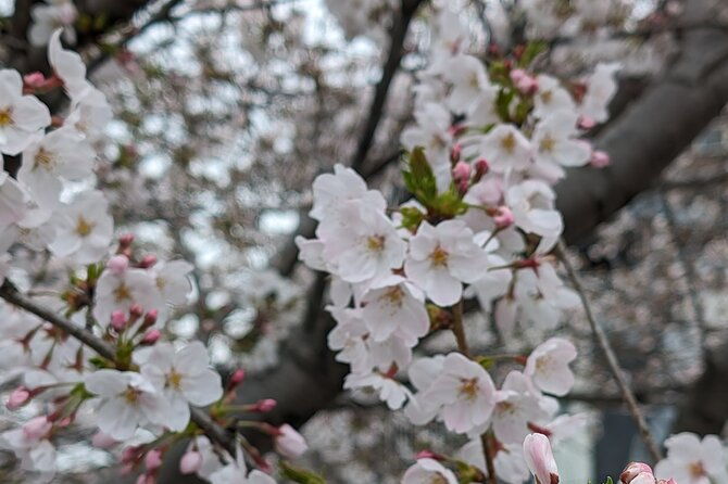 tokyo-experience-food-cycling-local-life-tour