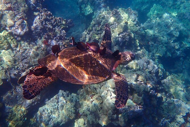 turtle-town-clear-kayak-snorkel-tour-11am-1pm