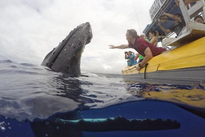 ultimate-whale-watch-2-hour-lahaina-raft-style
