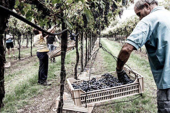 vineyard-tour-with-light-lunch-in-valpolicella