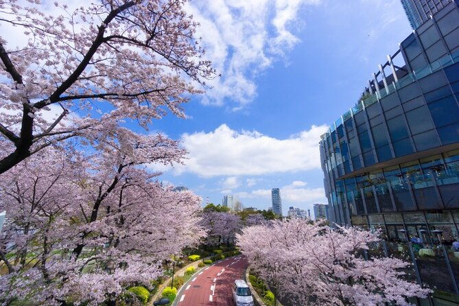 vip-cherry-blossom-tour-by-limousine-with-exclusive-dinner