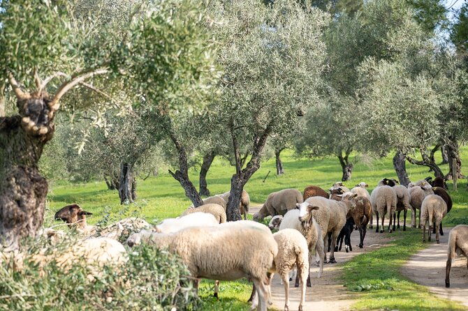 visit-oil-mill-museum-and-olive-oil-tasting-in-ronda