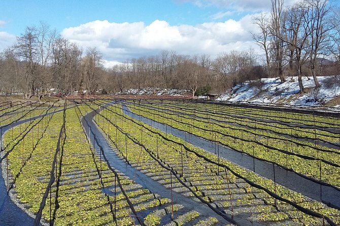 wasabi-farm-walking-tour-lunch