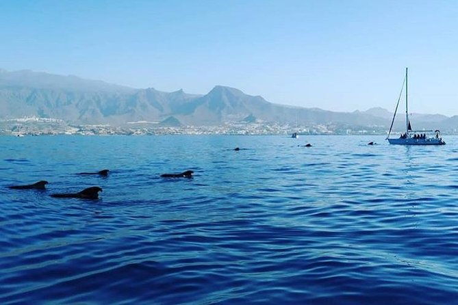 whale-and-dolphin-small-group-sailing-from-tenerife-south