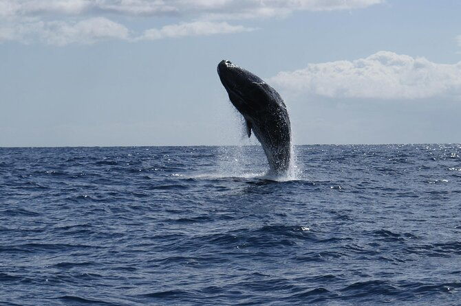 whale-and-dolphin-watching-tour-from-funchal