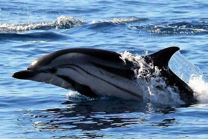 whale-dolphin-watching-in-madeira