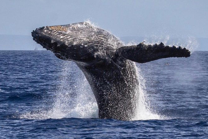 whale-watching-cruise-with-open-bar-from-kaanapali-beach