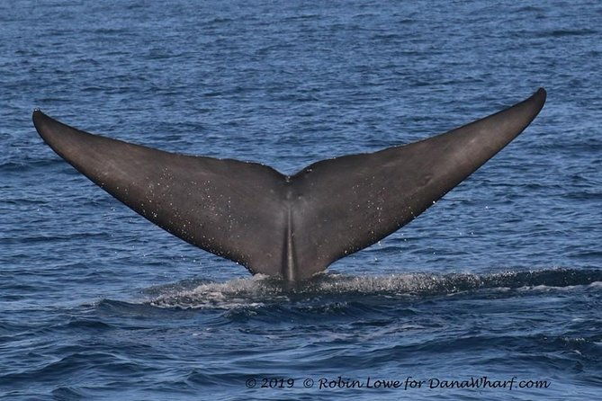 whale-watching-excursion-in-dana-point