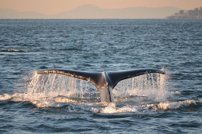 whale-watching-from-friday-harbor
