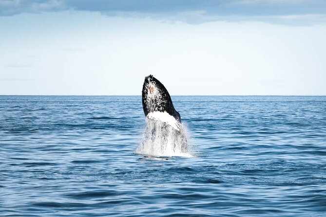 whale-watching-in-husavik