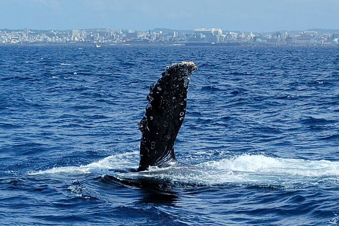 whale-watching-in-okinawa