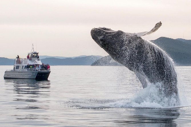 whale-watching-tour-from-anacortes