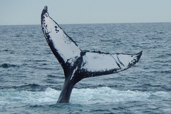 whale-watching-tour-in-gloucester