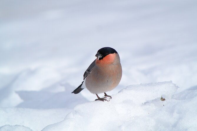 wild-bird-sanctuary-forest-guided-tour-in-nagano