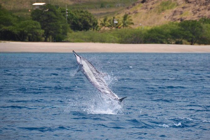 wild-dolphin-watching-and-snorkel-safari-off-west-coast-of-oahu