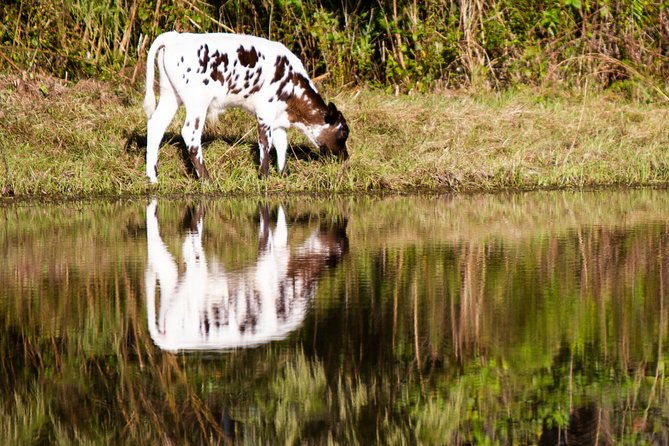 wild-florida-drive-thru-safari-and-gator-park-admission