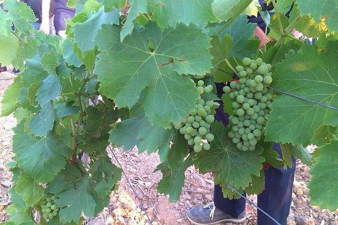 wine-tour-aroud-vineyards-of-cagliari