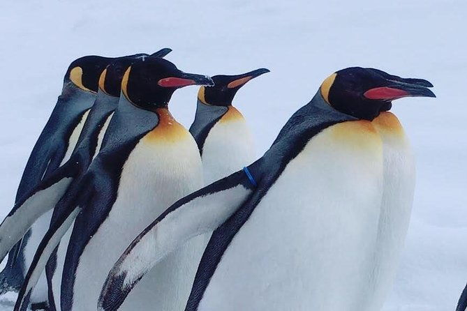 winter-asahiyama-zoo-and-blue-pond-aoi-ike-1-day-bus-tour