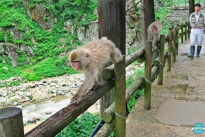1-day-private-snow-monkey-zenkoji-temple-saketasting-naganotour