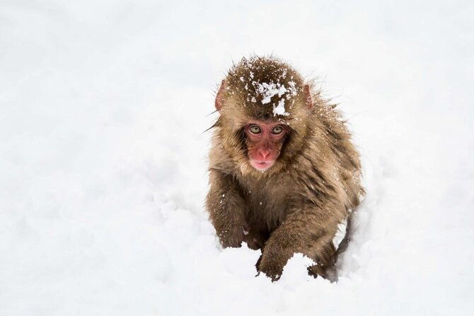 1-day-snow-monkeys-zenko-ji-tomyo-lantern-festival-tour
