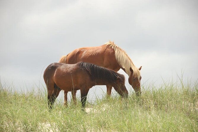 2-hour-outer-banks-wild-horse-tour-by-4wd-truck