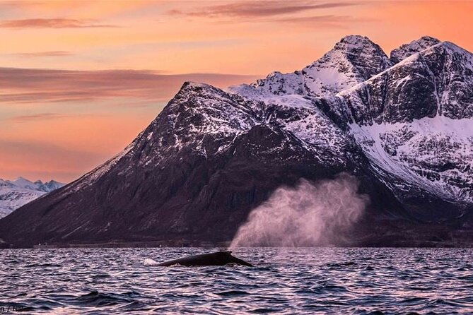 24hr-northern-lights-whale-watching-cruise