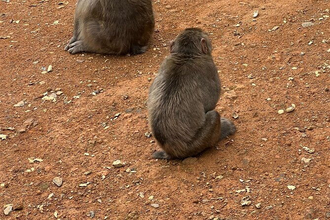 4-hours-arashiyama-and-arashiyama-monkey-park-tour