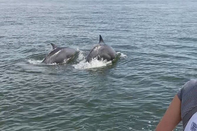 90-minute-private-dolphin-tour-in-hilton-head-island