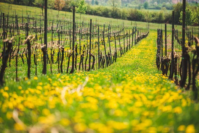 a-delightful-wine-tasting-in-the-scenic-countryside-with-lunch