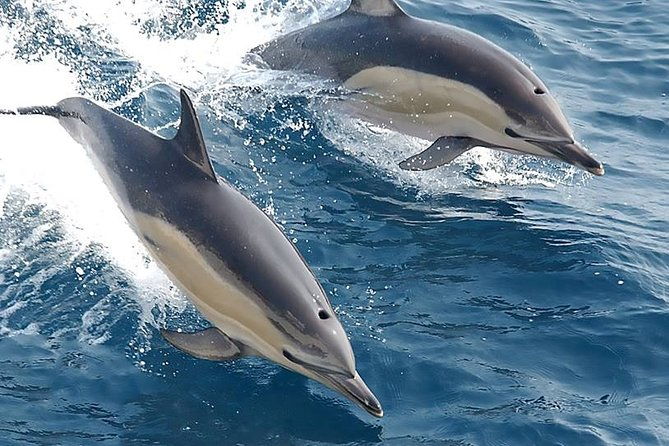 albufeira-dolphins-and-caves-private-tour