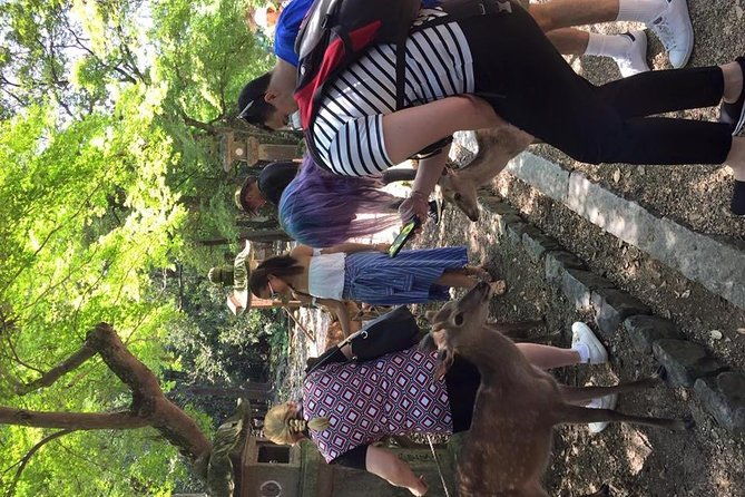 all-must-sees-in-3-hours-nara-park-classic-tour-from-jr-nara