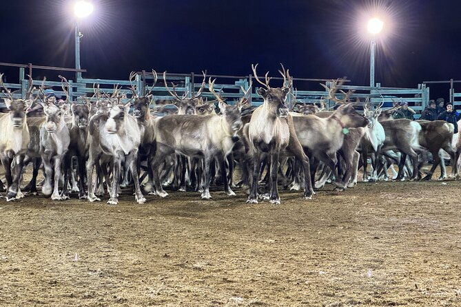 arctic-adventure-with-reindeer-and-northern-lights-hunt-1830-pm