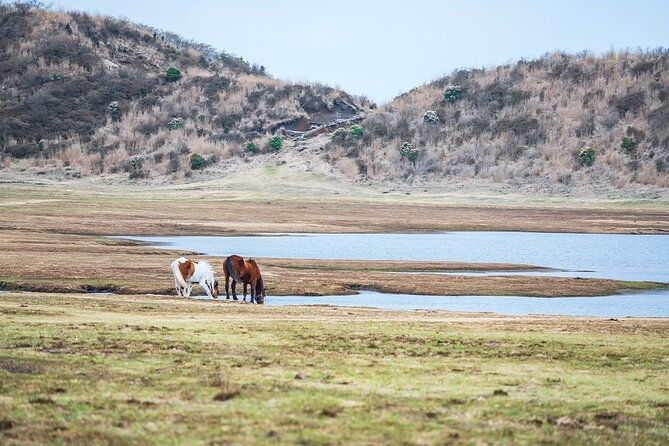 aso-vocano-grasslandonsen-and-aso-shrine-1-day-tour