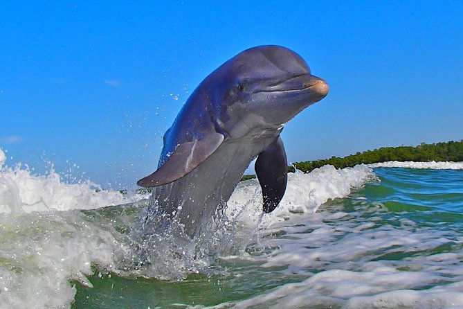 avis-premium-dolphin-tour-by-jet-ski