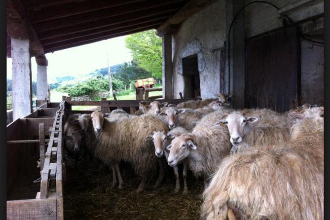 basque-cheese-and-txakoli-wine-private-gastronomic-adventure