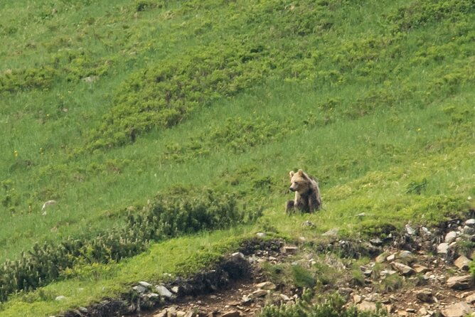 bearwatching-hiking-day-tour-in-high-tatras-from-poprad