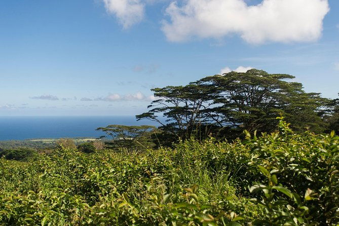 big-island-kohala-canopy-zipline-adventure