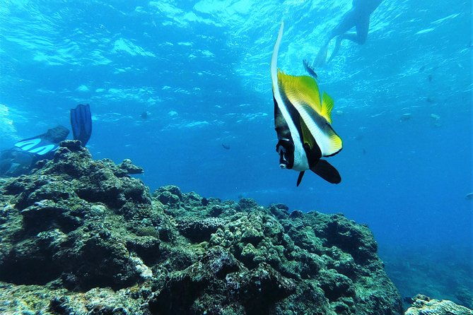 blue-cave-area-experience-divingfree-feeding-photo-imagesenglish-and-chinese-speaking-guide-available1-group-with-a-dedicated-instructor
