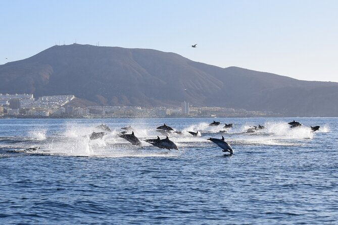 bonadea-ii-ecological-whale-watching-2-hours