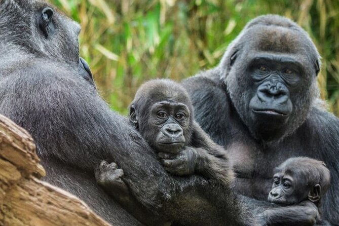 bronx-zoo-admission-ticket
