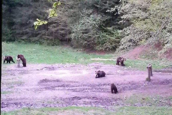 brown-bears-in-the-wild-no-fence